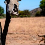Billions Could Live in Extreme Heat Zones Within Decades, Study Finds