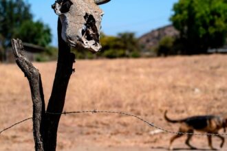 Billions Could Live in Extreme Heat Zones Within Decades, Study Finds